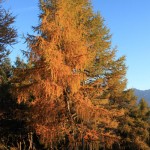 Herbst_Ebnerhuette_IMG_3119